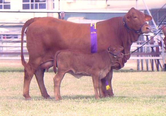 Thước dây đo trọng lượng bò thịt